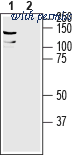 Alomone Labs AAC-001 image 1