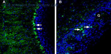 Alomone Labs AAC-001 image 2