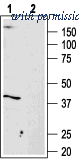 Alomone Labs AAR-004 image 1