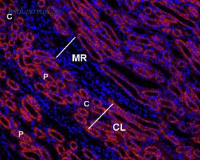 Alomone Labs AAR-011-AO image 1