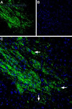 Alomone Labs AAR-011-AO image 2