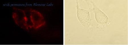 Alomone Labs AAR-011-AO image 3