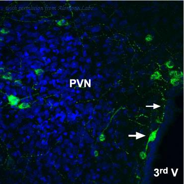 Alomone Labs AAR-012-AG image 1