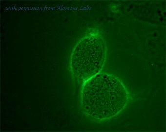 Alomone Labs AAR-012-AG image 2