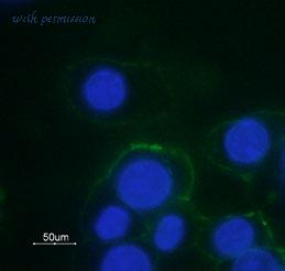 Alomone Labs AAR-018-AG image 2