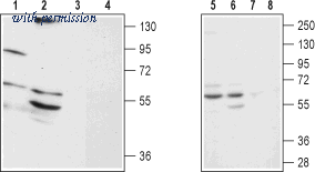 Alomone Labs AAR-019 image 1