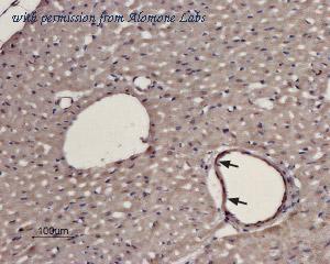 Alomone Labs AAR-019 image 2