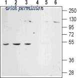 Alomone Labs AAR-022 image 1