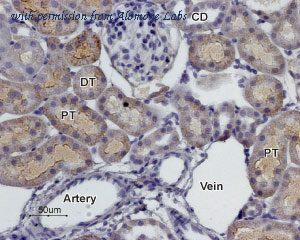 Alomone Labs AAR-022 image 2