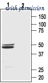Alomone Labs ABR-003 image 1