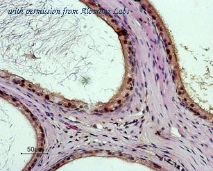 Alomone Labs ABR-003 image 2