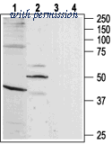 Alomone Labs ABR-011 image 1