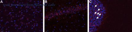 Alomone Labs ABR-011 image 3