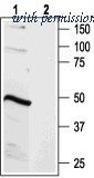 Alomone Labs ABR-012 image 1