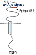 Alomone Labs ABR-012 image 3