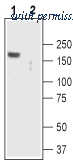 Alomone Labs ACC-027 image 1