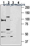 Alomone Labs ACC-035 image 1