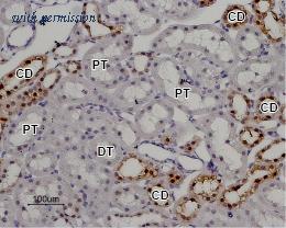 Alomone Labs ACC-035 image 2