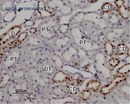 Alomone Labs ACC-035 image 3