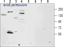 Alomone Labs ACC-044 image 1