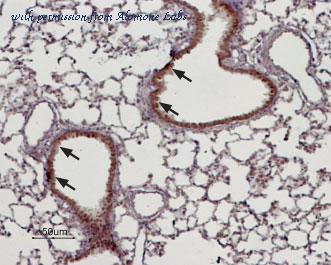 Alomone Labs ACC-044 image 3