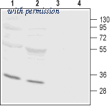 Alomone Labs ACC-065 image 1