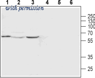 Alomone Labs ACC-082 image 1