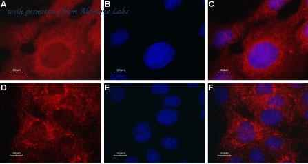 Alomone Labs ACC-082 image 3