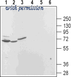 Alomone Labs ACC-083 image 1