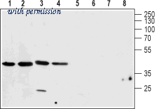 Alomone Labs ACC-101 image 1