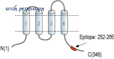 Alomone Labs ACC-101 image 3