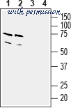 Alomone Labs ACC-103-AR image 3