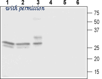 Alomone Labs ACC-113 image 1