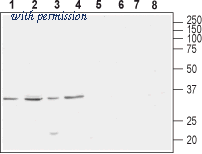 Alomone Labs ACC-114 image 1