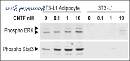 Alomone Labs ACC-114 image 2