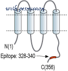 Alomone Labs ACC-205 image 2