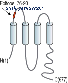 Alomone Labs ACC-232 image 2