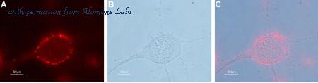 Alomone Labs ACC-232 image 3