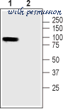 Alomone Labs ACC-233 image 2