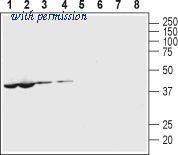Alomone Labs ACC-234 image 1