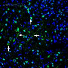 Alomone Labs ACC-234 image 2