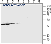 Alomone Labs ACC-234 image 3