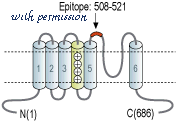 Alomone Labs ACC-301 image 2