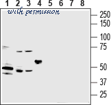 Alomone Labs ACC-301 image 3