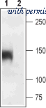 Alomone Labs ACC-314 image 1
