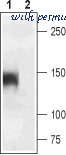 Alomone Labs ACC-314 image 3