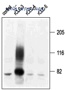 Alomone Labs ACL-001 image 3