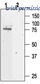 Alomone Labs ACL-003 image 1