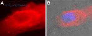 Alomone Labs ACP-012 image 3