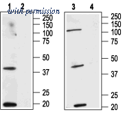 Alomone Labs ACR-003 image 1